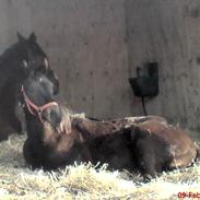 Palomino Pointsprings Charisma