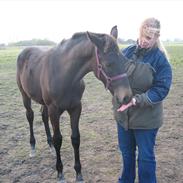 Palomino Pointsprings Charisma