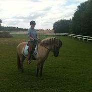 Islænder Gladur fra Gultentorp