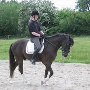New Forest Bruno( Van Gerwen's)