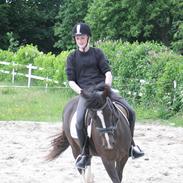 New Forest Bruno( Van Gerwen's)