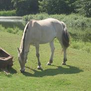 Fjordhest Lotte