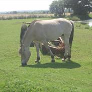Fjordhest Lotte