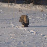 Anden særlig race Buller<3 SOLGT! og savnet!<3:* :')