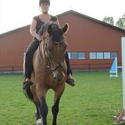 Dansk Varmblod courage