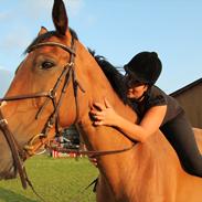 Dansk Varmblod courage