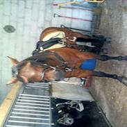 Traver Kandis V P / Candy