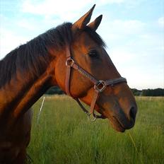 Dansk Varmblod Lucky Romace Engel