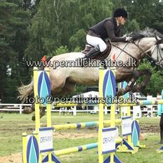 Holstener konstantins Aicha (b hest)