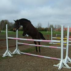 New Forest Holmens Kazai - Solgt