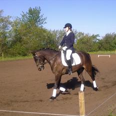 New Forest Holmens Kazai - Solgt