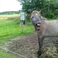 Islænder Svenni fra Holst hestar