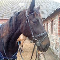 Traver Olympia Of Rapido (tilbage til ejer)