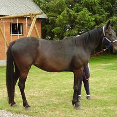 Traver Olympia Of Rapido (tilbage til ejer)