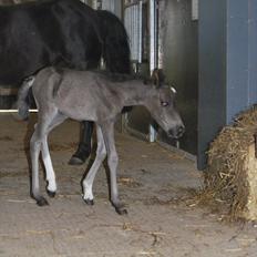 Welsh Mountain (sec A) Kuli's Survivor (R.I.P)