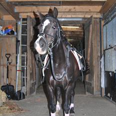 Welsh Mountain (sec A) Dorthealyst barbara!(Doddi) R.I.P