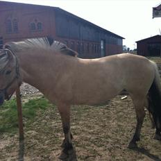 Fjordhest Lærkegaardens ballerina