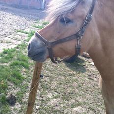 Fjordhest Lærkegaardens ballerina