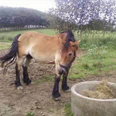 Nordsvensk Skovhest Emma