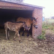 Nordsvensk Skovhest Emma