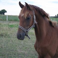 Dansk Varmblod Skovbo`s Romina