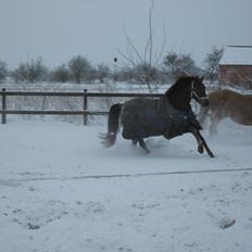 Dansk Varmblod Felicity z