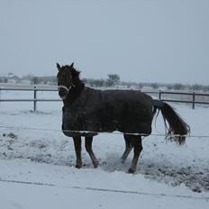 Dansk Varmblod Felicity z