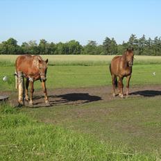 Dansk Varmblod Felicity z