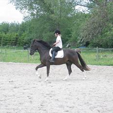 New Forest Bruno( Van Gerwen's)