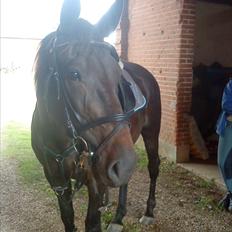 Traver Olympia Of Rapido (tilbage til ejer)