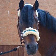 Hollandsk Sportspony Coelenhage's Purioso A-PONY