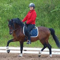 Hollandsk Sportspony Coelenhage's Purioso A-PONY