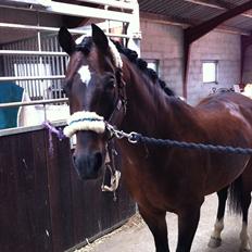 Hollandsk Sportspony Coelenhage's Purioso A-PONY