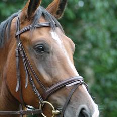 Dansk Varmblod Trekroners Gambler (SOLGT)