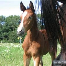 Dansk Varmblod Trekroners Gambler (SOLGT)