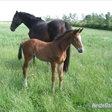 Dansk Varmblod Trekroners Gambler (SOLGT)
