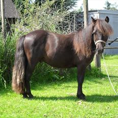 Shetlænder Thorshøjs Veto 