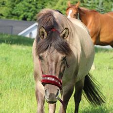 Konik Polski Tora R.I.P My ANGLE!