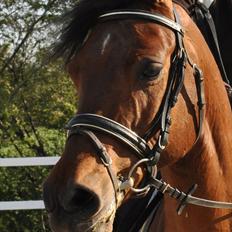 Anden særlig race Lucky