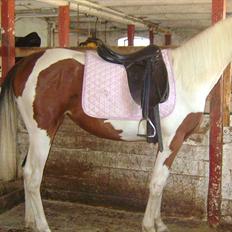 Pinto Laguna Pinto Princess(solgt)