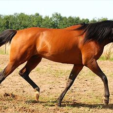 Arabisk fuldblod (OX) Til Minde om MVA Prince Vayu ox