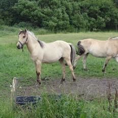 Anden særlig race Theo