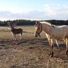 Anden særlig race Theo
