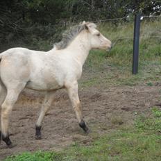 Anden særlig race Theo