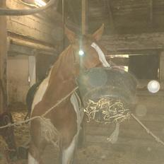 Pinto Kielsgaardens Cirkeline S.Æ.L.G.E.S