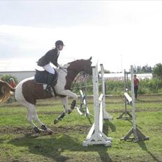 Pinto Kielsgaardens Cirkeline S.Æ.L.G.E.S