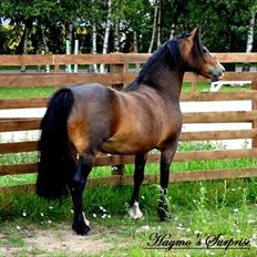 Welsh Pony af Cob-type (sec C) Haymo's Surprise