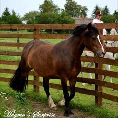 Welsh Pony af Cob-type (sec C) Haymo's Surprise