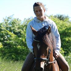 Welsh Pony af Cob-type (sec C) Aberlour Albin