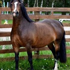 Welsh Pony af Cob-type (sec C) Haymo's Surprise